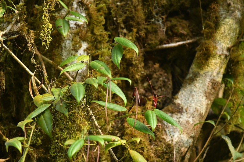 Aeschynanthus bracteatus