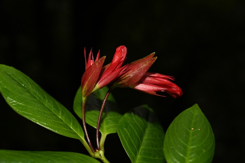 Aeschynanthus bracteatus photo 2