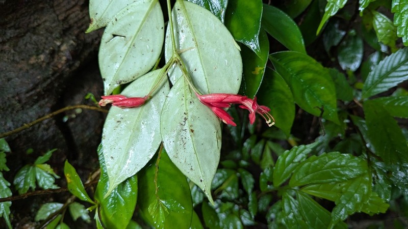 Aeschynanthus bracteatus photo 5