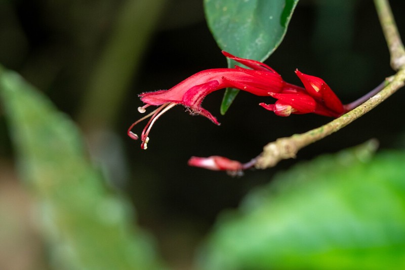 Aeschynanthus bracteatus photo 6