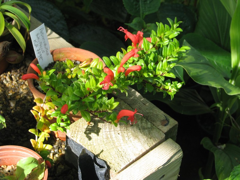 Aeschynanthus buxifolius
