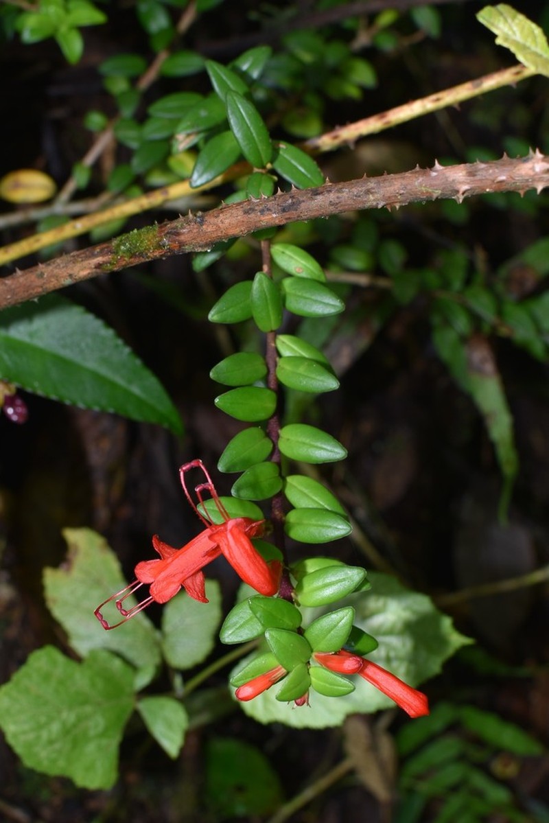 Aeschynanthus buxifolius photo 2