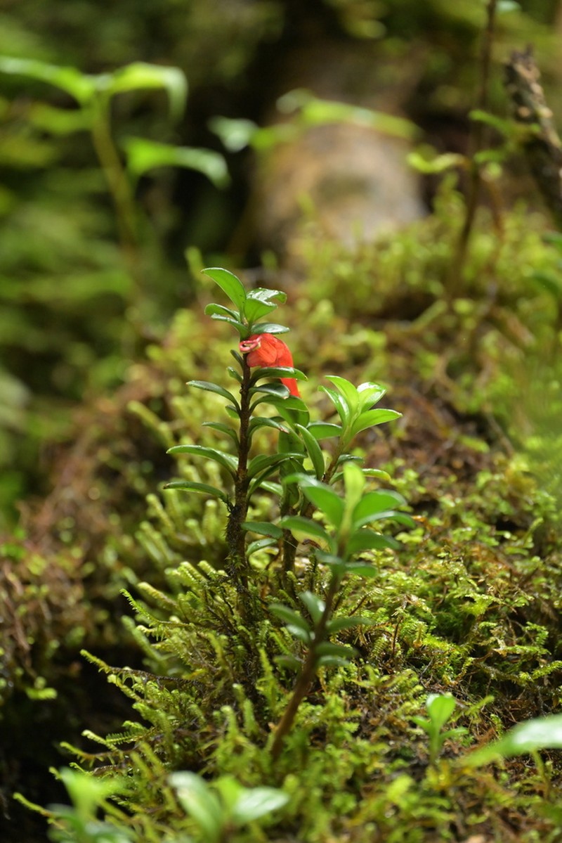 Aeschynanthus buxifolius photo 3