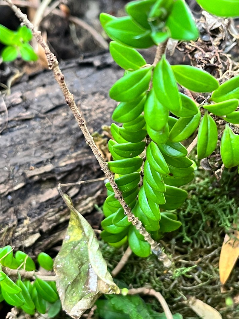 Aeschynanthus buxifolius photo 4