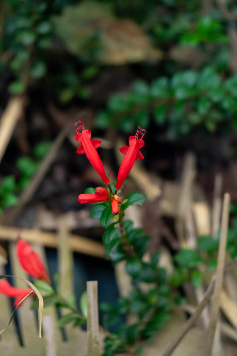 Aeschynanthus buxifolius photo 5