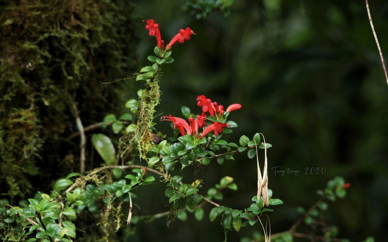 Aeschynanthus buxifolius photo 6