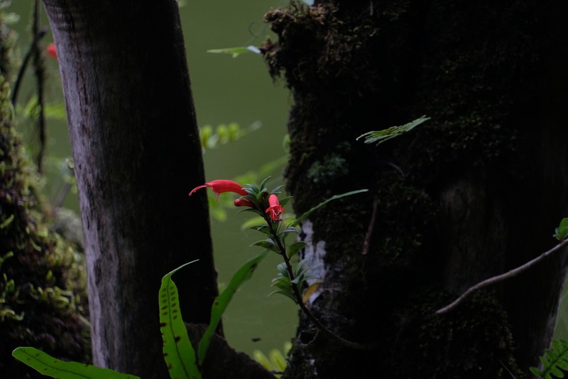 Aeschynanthus buxifolius photo 7