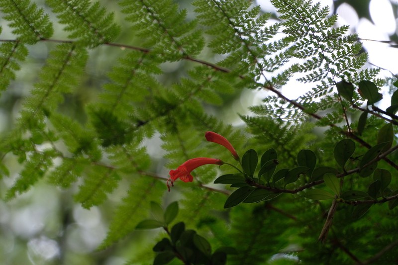 Aeschynanthus buxifolius photo 8