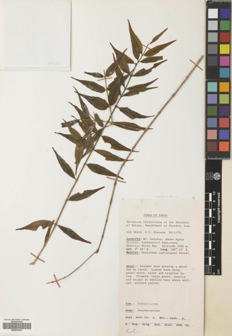 Aeschynanthus calanthus