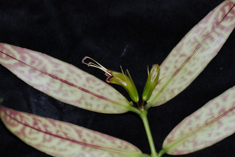 Aeschynanthus cambodiensis