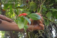 Aeschynanthus cardinalis