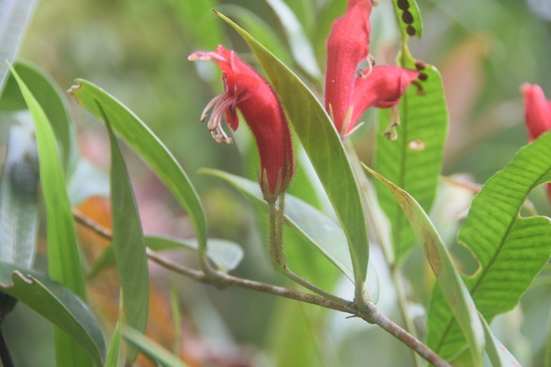 Aeschynanthus cardinalis photo 2