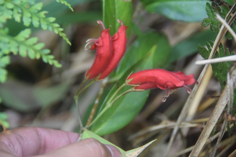 Aeschynanthus cardinalis photo 3