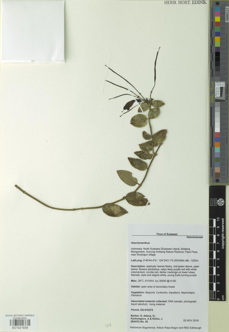 Aeschynanthus celebicus