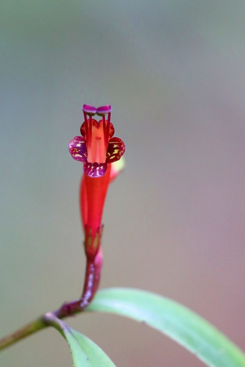 Aeschynanthus ceylanicus