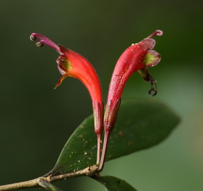 Aeschynanthus ceylanicus photo 2