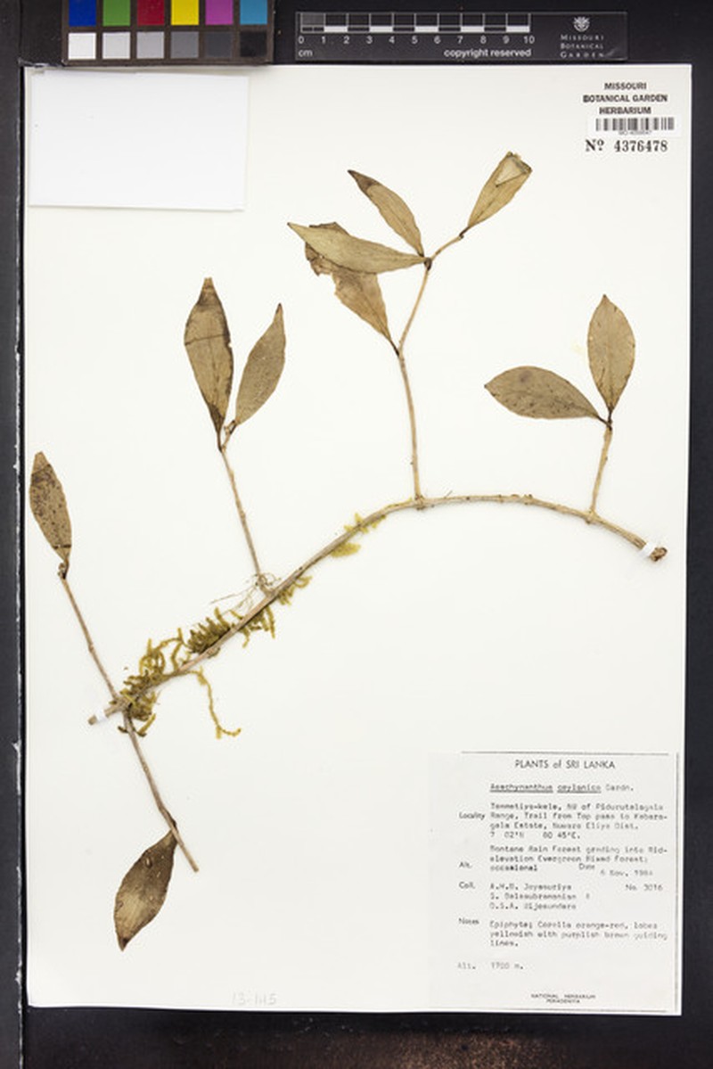 Aeschynanthus ceylanicus photo 3