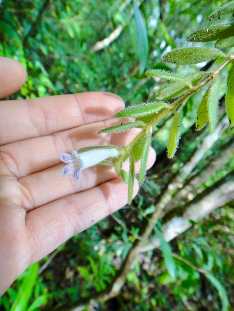 Aeschynanthus chiritoides