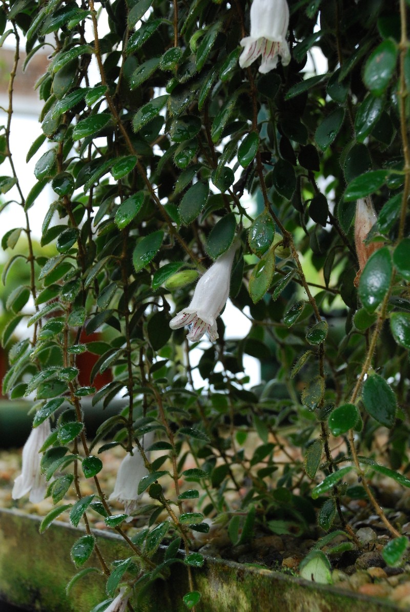 Aeschynanthus chiritoides photo 3