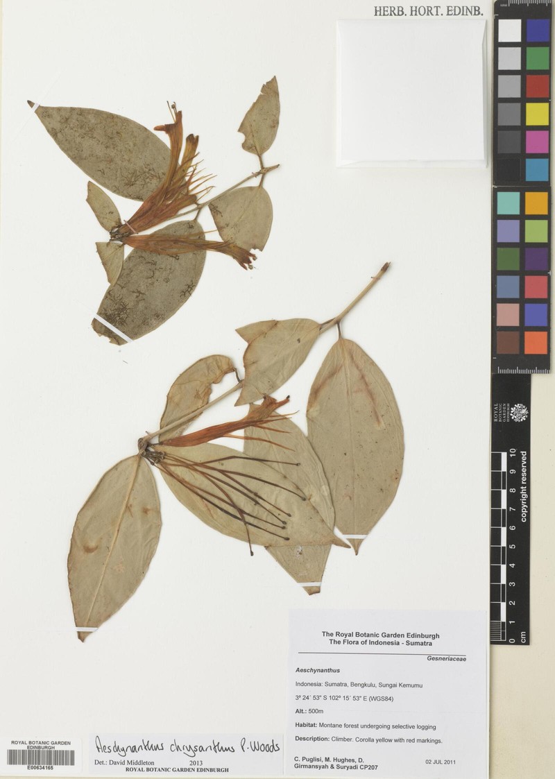Aeschynanthus chrysanthus