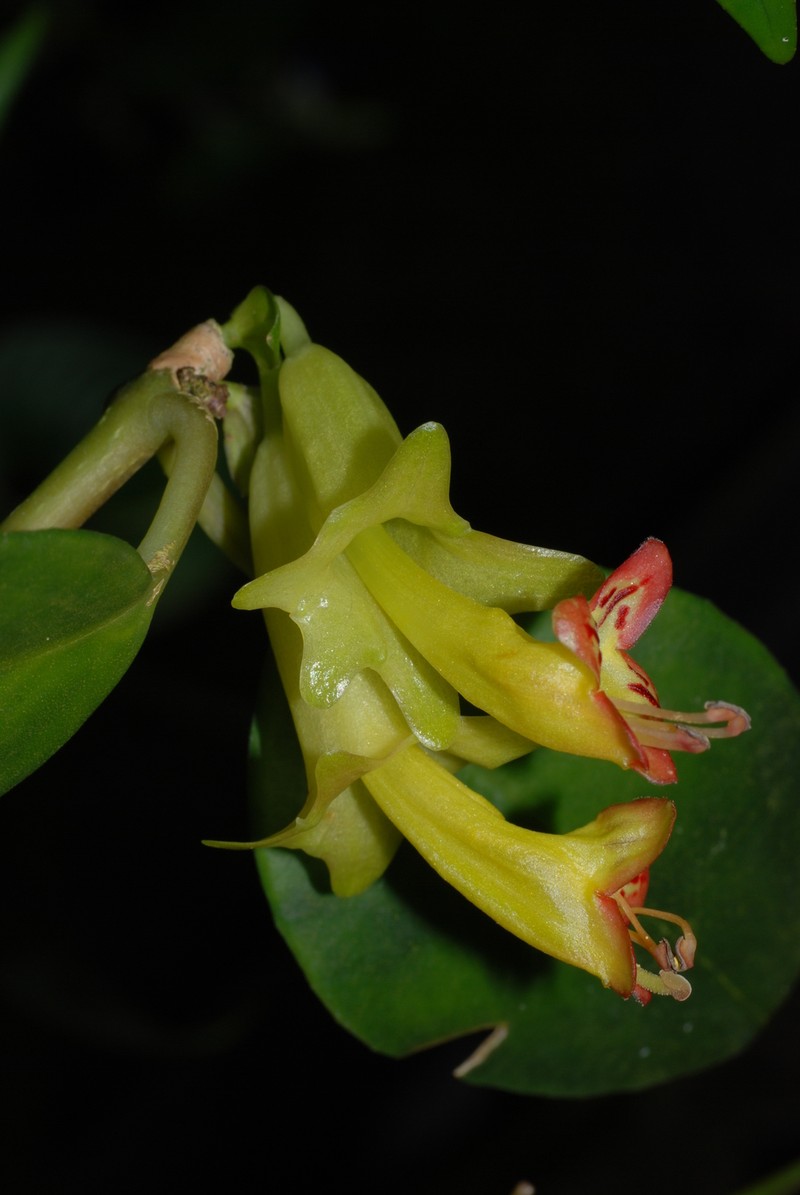 Aeschynanthus citrinus