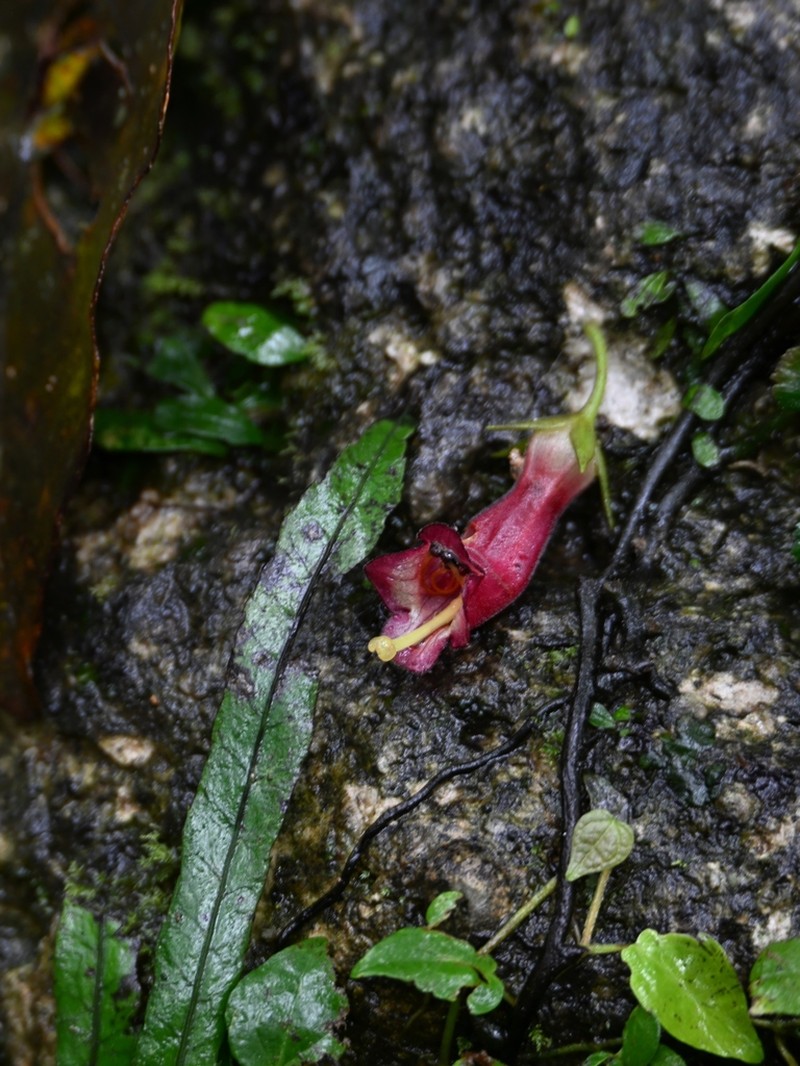 Aeschynanthus crassifolius