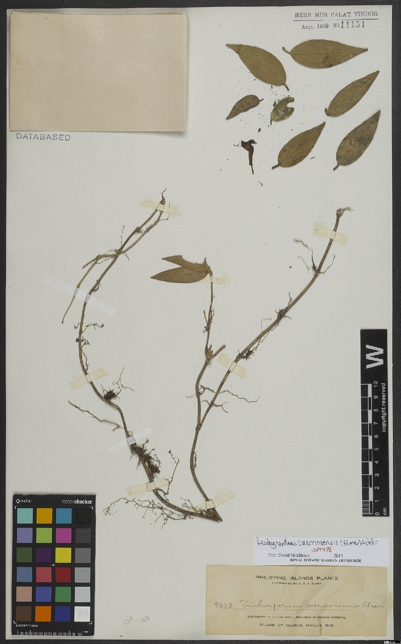 Aeschynanthus cuernosensis
