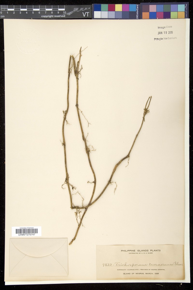 Aeschynanthus cuernosensis photo 3