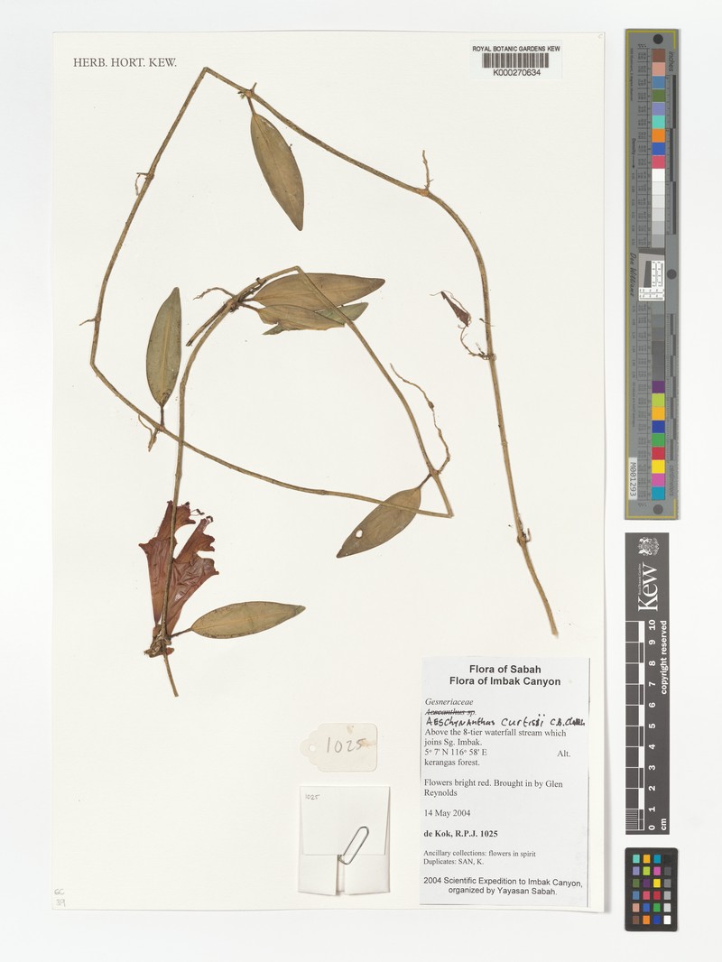 Aeschynanthus curtisii