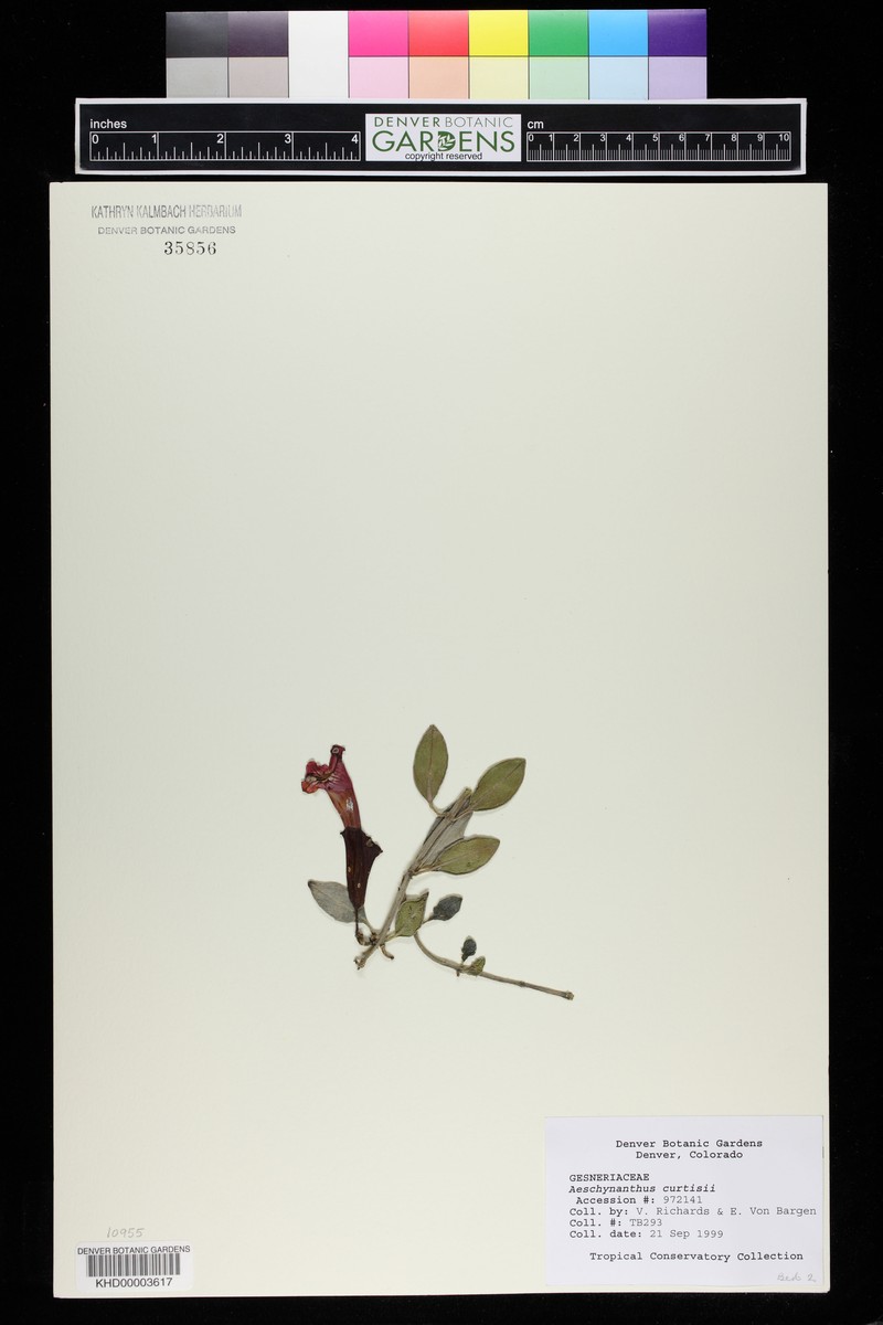 Aeschynanthus curtisii photo 2