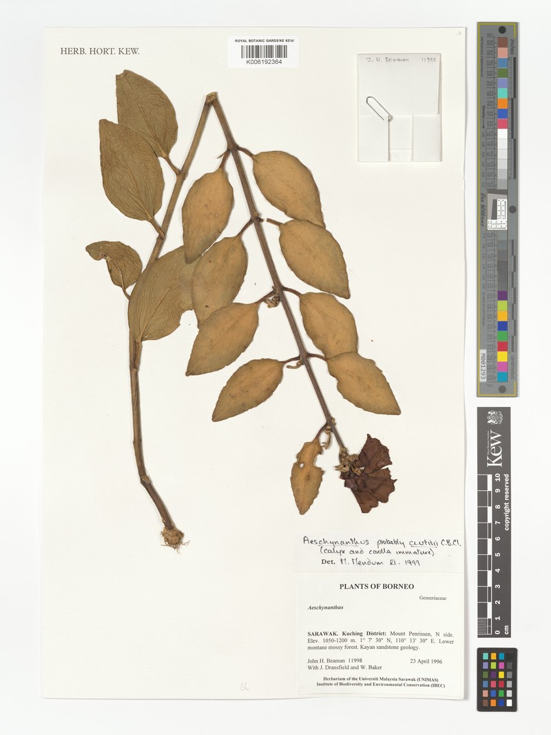 Aeschynanthus curtisii photo 3