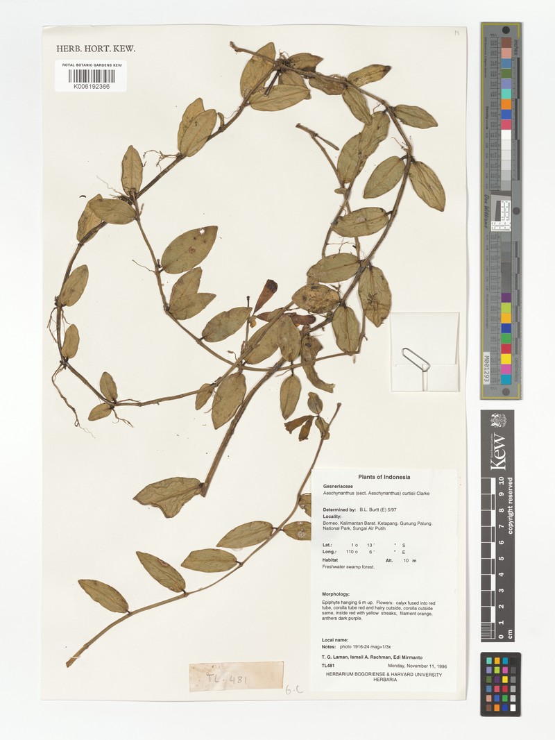 Aeschynanthus curtisii photo 4
