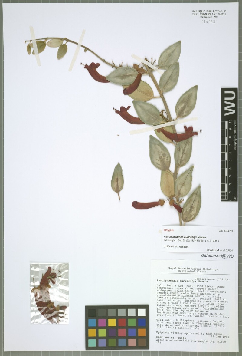 Aeschynanthus curvicalyx