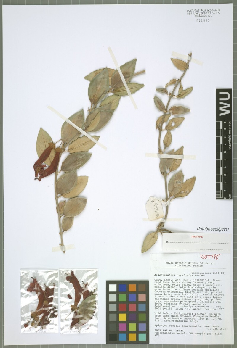 Aeschynanthus curvicalyx photo 2