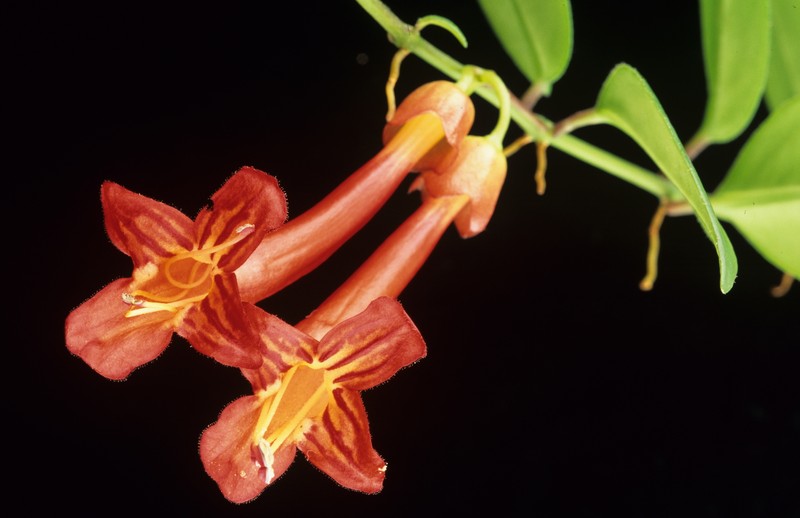Aeschynanthus curvicalyx photo 3