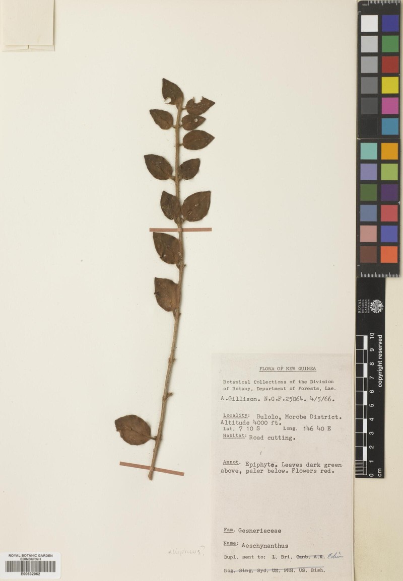 Aeschynanthus ellipticus