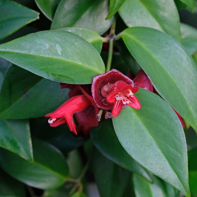 Aeschynanthus ellipticus photo 2