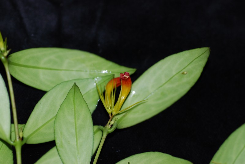 Aeschynanthus fecundus