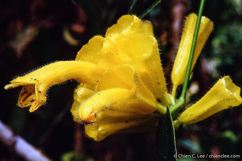 Aeschynanthus flavidus