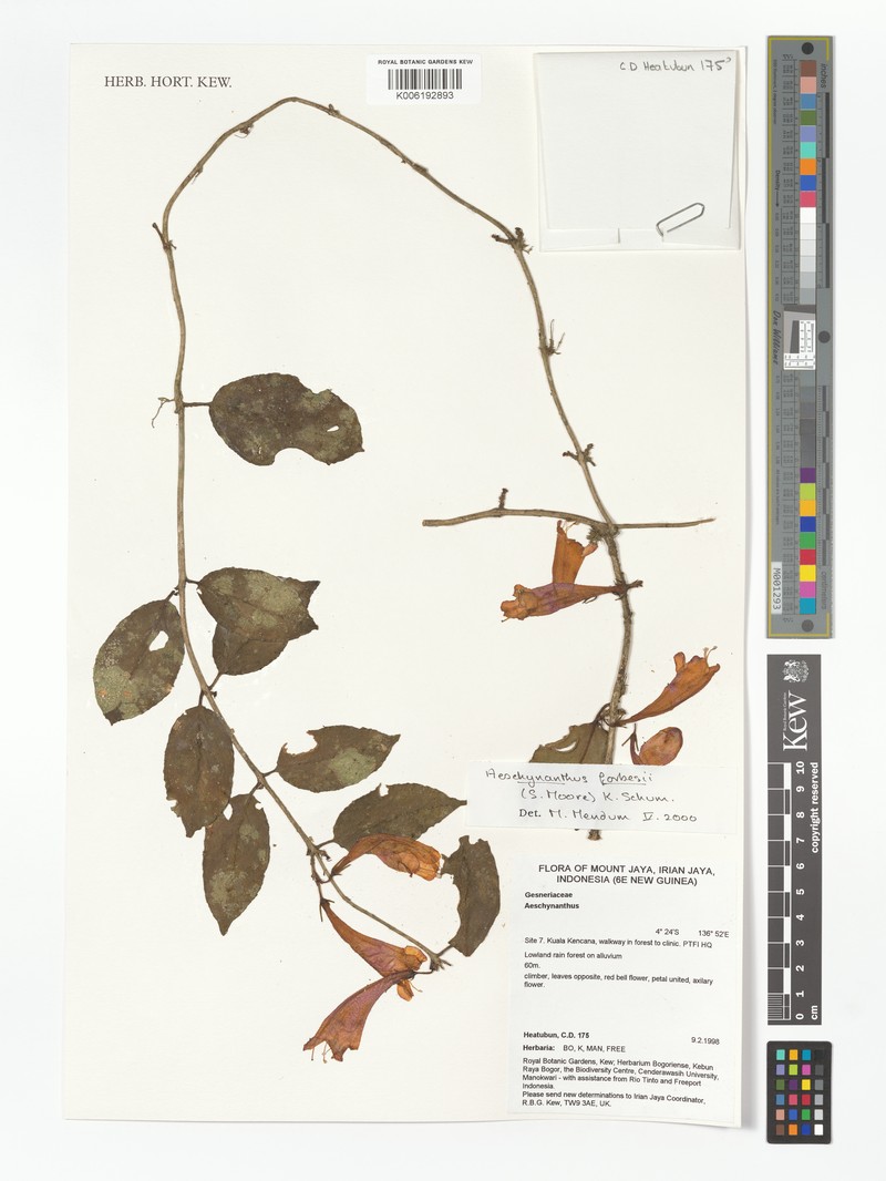 Aeschynanthus forbesii