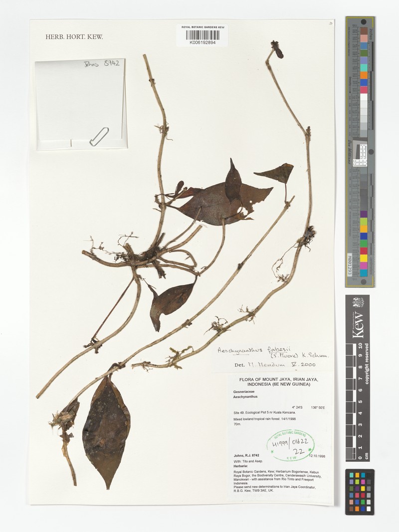 Aeschynanthus forbesii photo 2