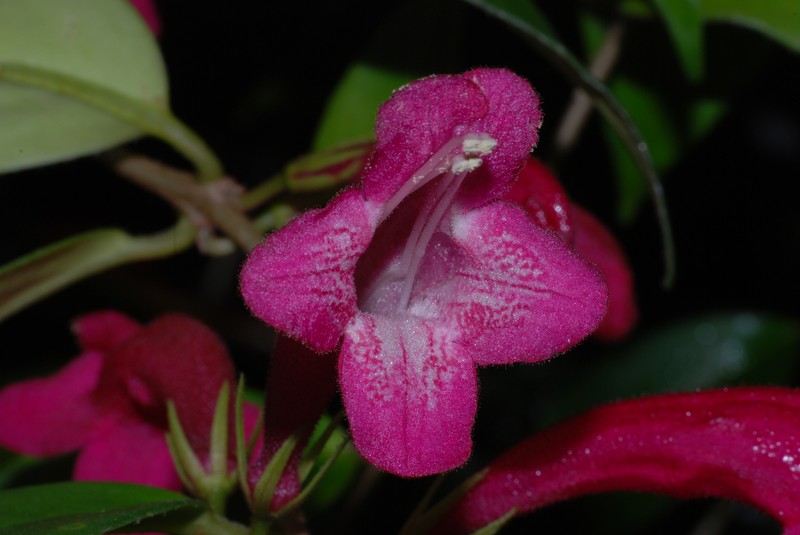 Aeschynanthus forbesii photo 3