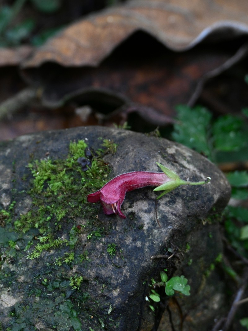 Aeschynanthus foxworthyi