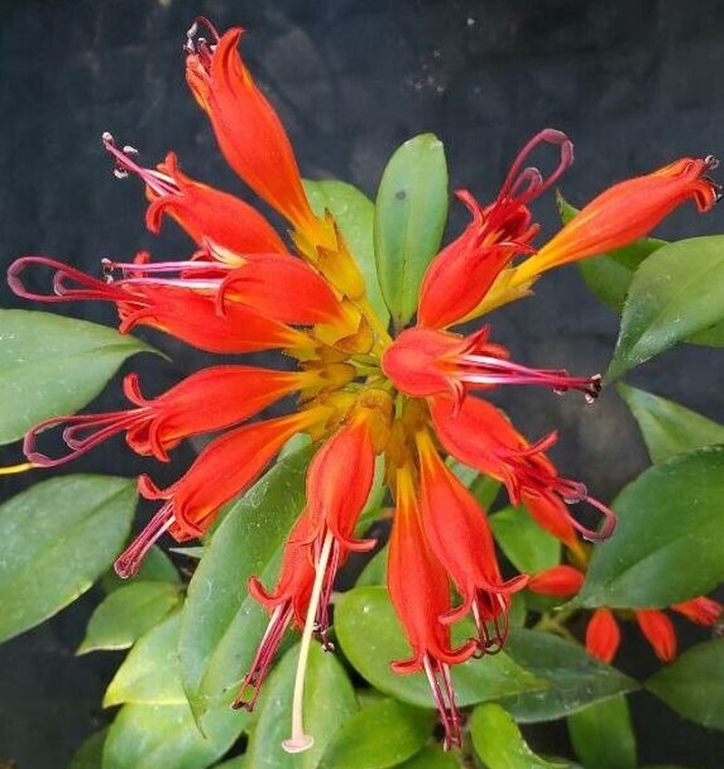 Aeschynanthus fulgens