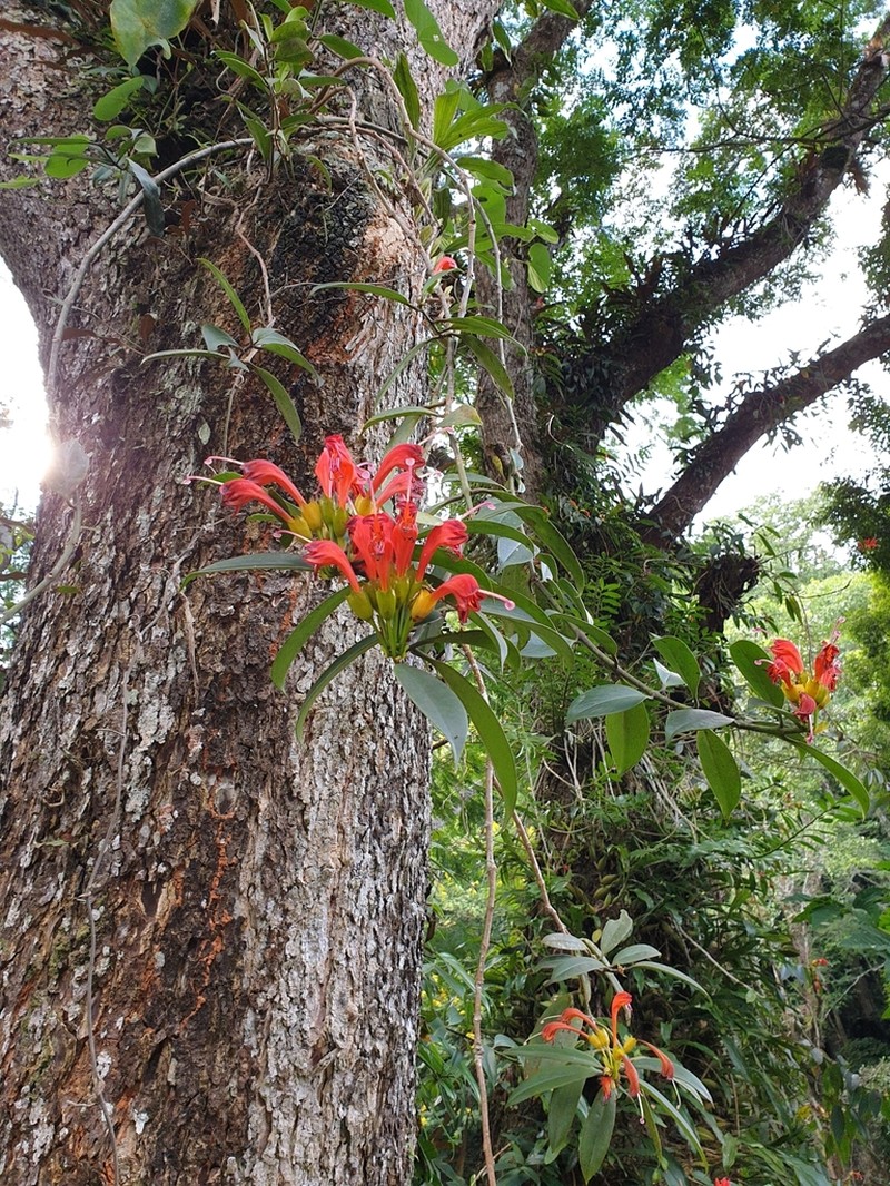 Aeschynanthus fulgens photo 2