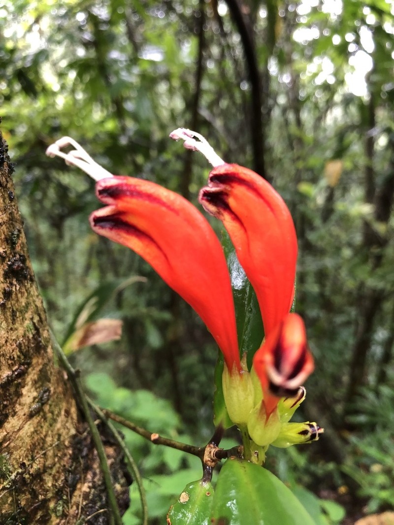 Aeschynanthus fulgens photo 3