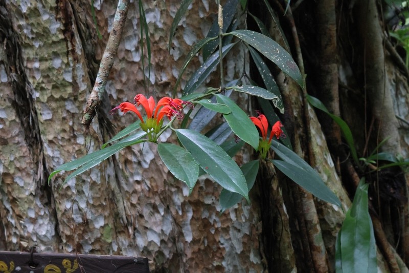Aeschynanthus fulgens photo 4