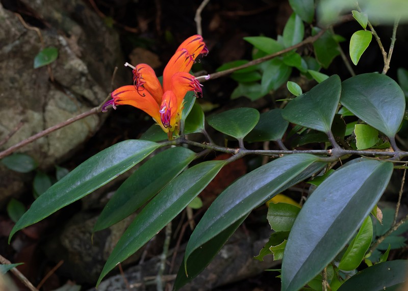 Aeschynanthus fulgens photo 5