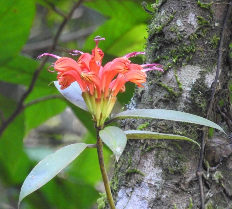 Aeschynanthus fulgens photo 6