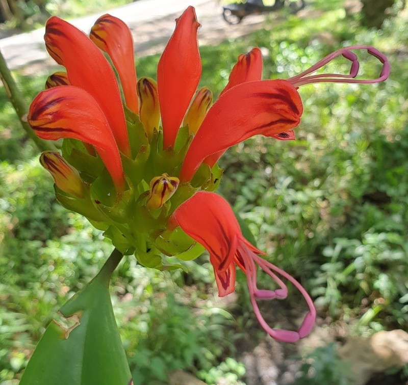 Aeschynanthus fulgens photo 7